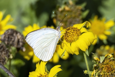 White Sulfur Butterfly 2022